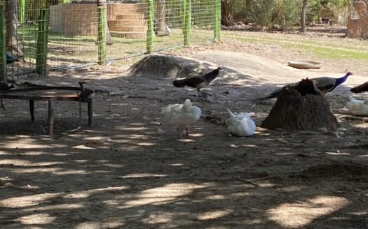 Finca en el espinal