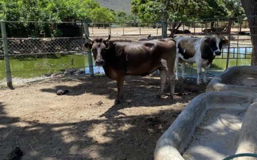 Finca en el espinal