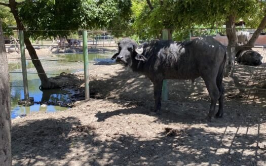 Finca en el espinal